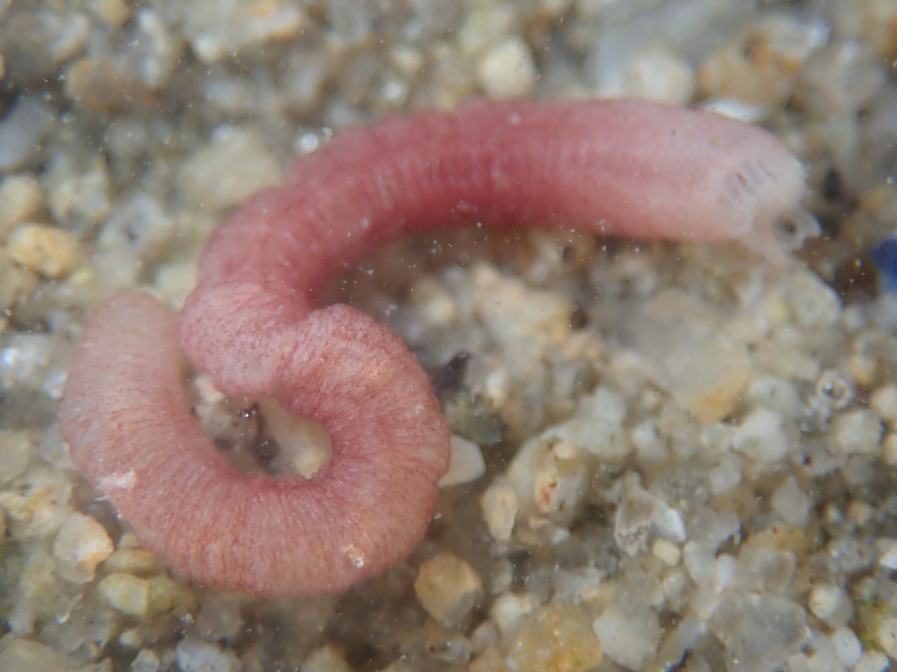 Glyceridae